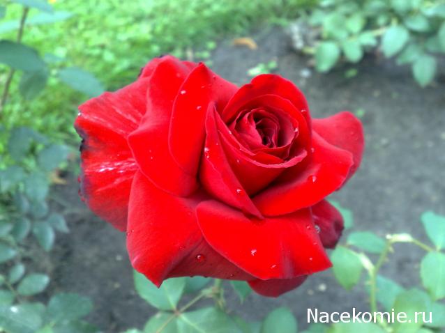 Наши Дни Рождения