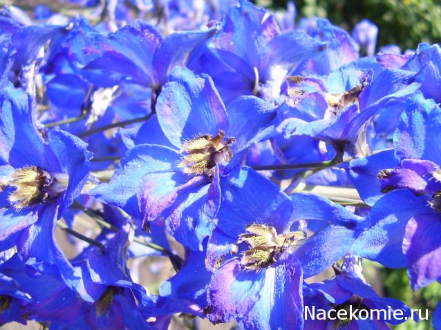 Наши Дни Рождения