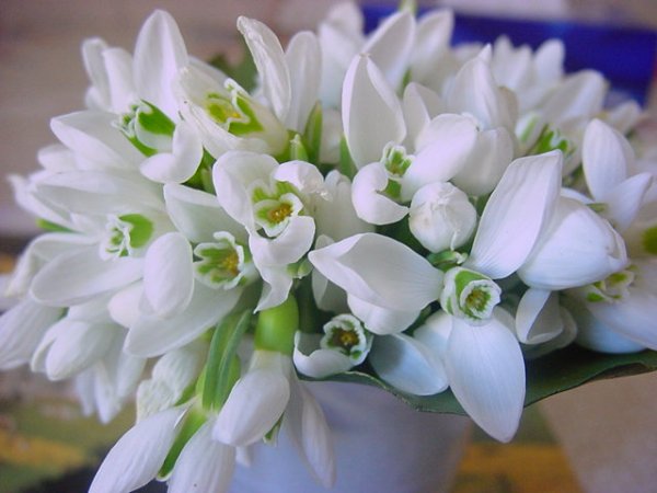 Дом Мечты наши дни рождения