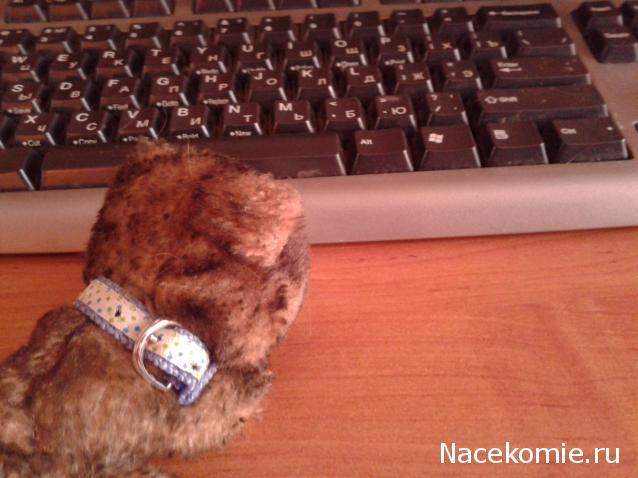 The Cat Collection №16 Абиссинская кошка Фото