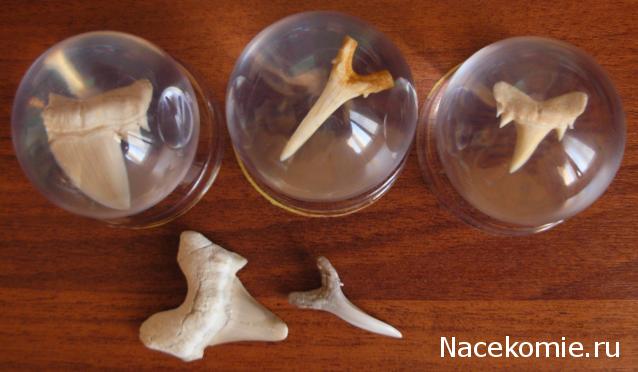 Чудеса Природы №1 - Окаменелый зуб акулы