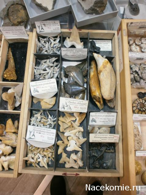 Чудеса Природы №1 - Окаменелый зуб акулы