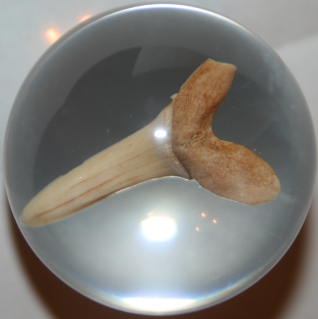 Чудеса Природы №1 - Окаменелый зуб акулы