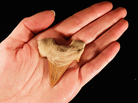 Чудеса Природы №1 - Окаменелый зуб акулы