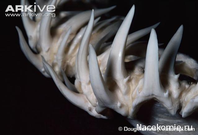 Чудеса Природы №1 - Окаменелый зуб акулы