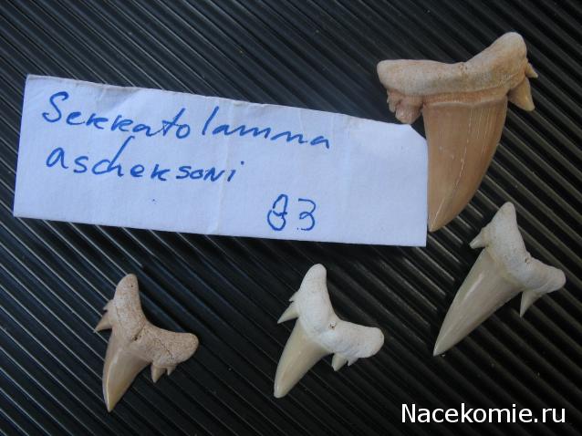 Чудеса Природы №1 - Окаменелый зуб акулы