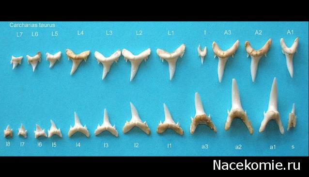 Чудеса Природы №1 - Окаменелый зуб акулы