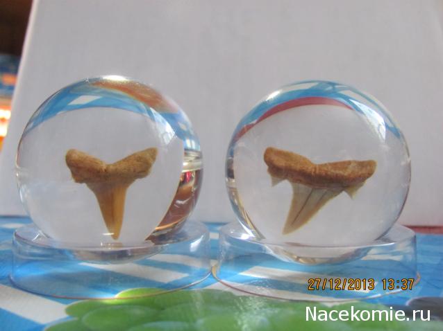 Чудеса Природы №1 - Окаменелый зуб акулы