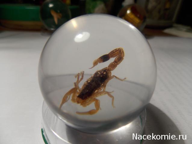 Чудеса Природы №2  - Маньчжурский Скорпион