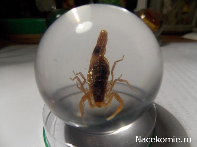 Чудеса Природы №2  - Маньчжурский Скорпион