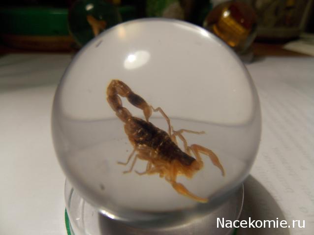 Чудеса Природы №2  - Маньчжурский Скорпион