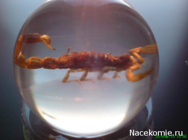 Чудеса Природы №2  - Маньчжурский Скорпион