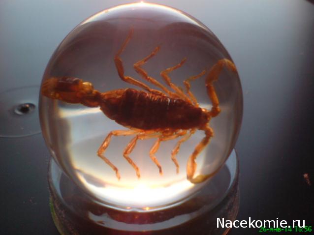 Чудеса Природы №2  - Маньчжурский Скорпион