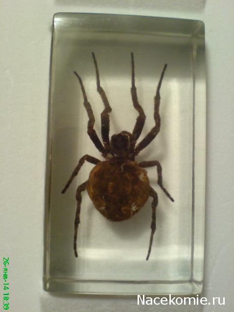 Насекомые №2 - Паук крестовик (Araneus sp.)