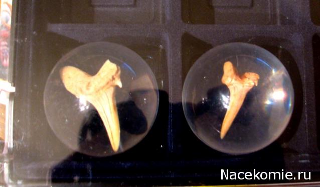 Чудеса Природы - График Выхода и обсуждение