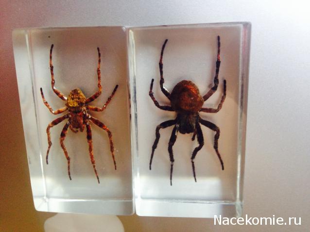 Насекомые №2 - Паук крестовик (Araneus sp.)