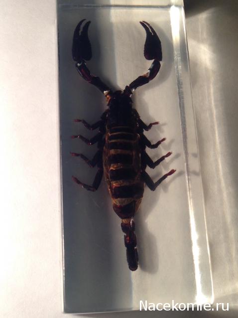 Насекомые №3 - Скорпион гетерометрус (Heterometrus sp.)