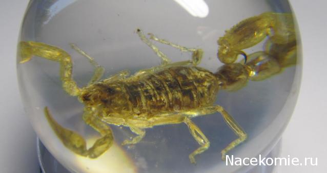 Чудеса Природы №2  - Маньчжурский Скорпион