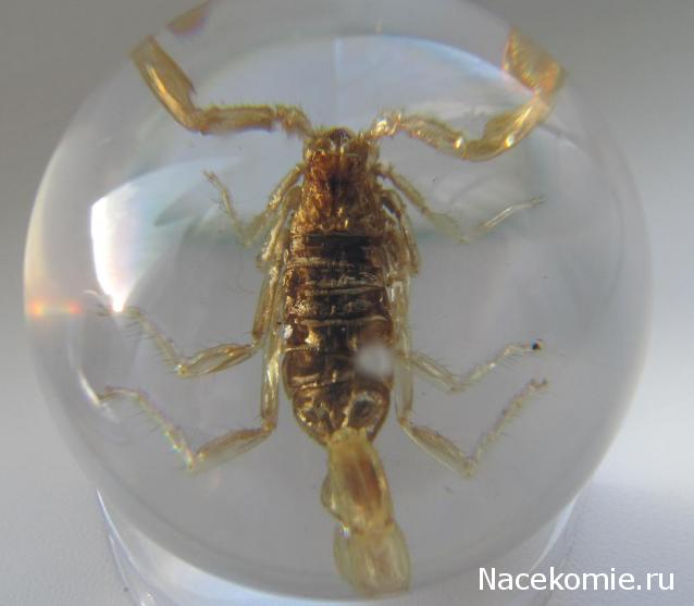 Чудеса Природы №2  - Маньчжурский Скорпион