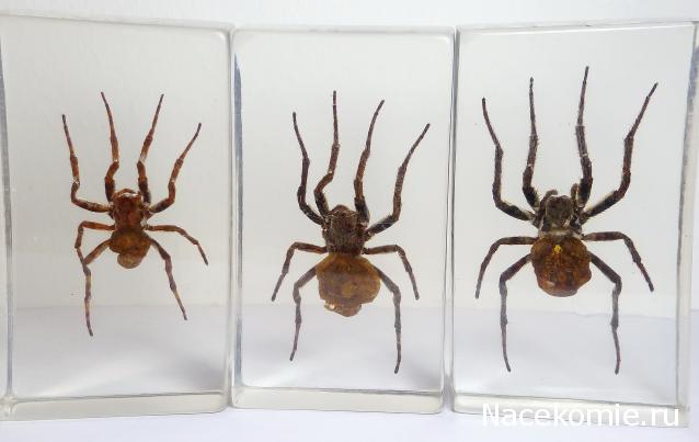 Насекомые №2 - Паук крестовик (Araneus sp.)