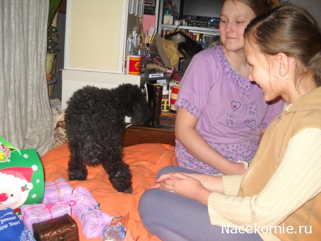 Zosya - Дом Чёрного Пуделя