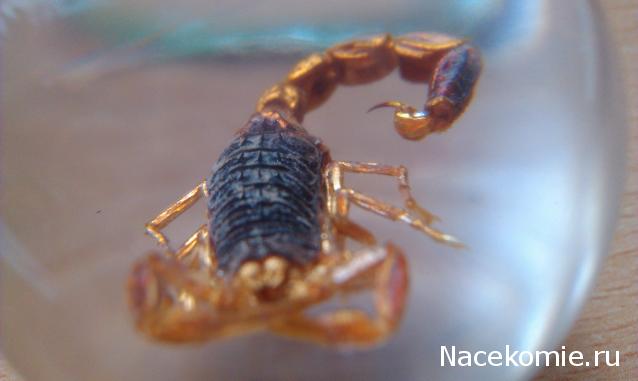 Чудеса Природы №2  - Маньчжурский Скорпион