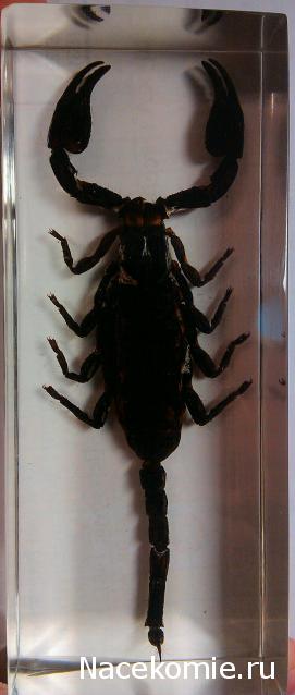 Насекомые №3 - Скорпион гетерометрус (Heterometrus sp.)