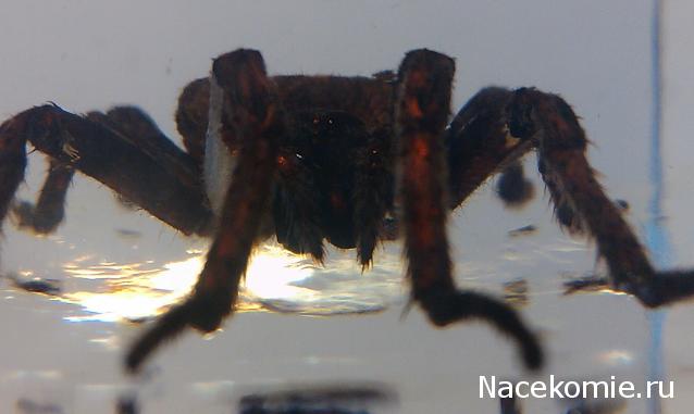 Насекомые №2 - Паук крестовик (Araneus sp.)