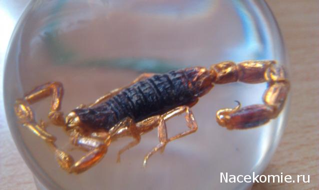 Чудеса Природы №2  - Маньчжурский Скорпион