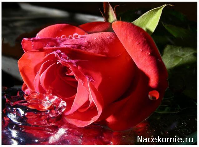 Дом Мечты наши дни рождения