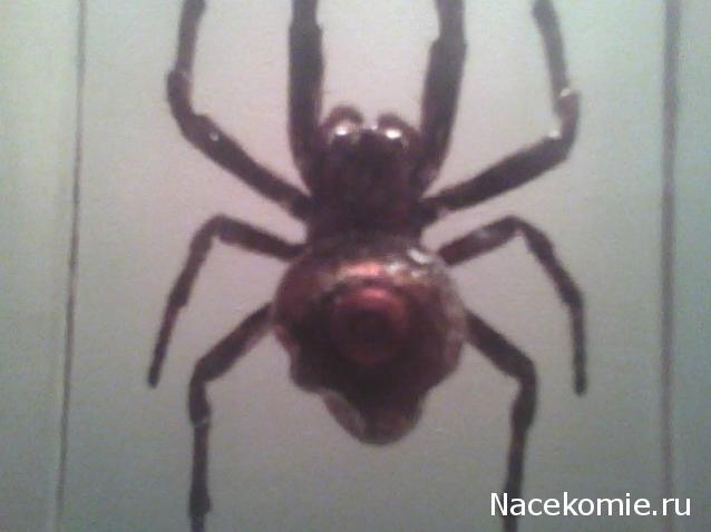 Насекомые №2 - Паук крестовик (Araneus sp.)