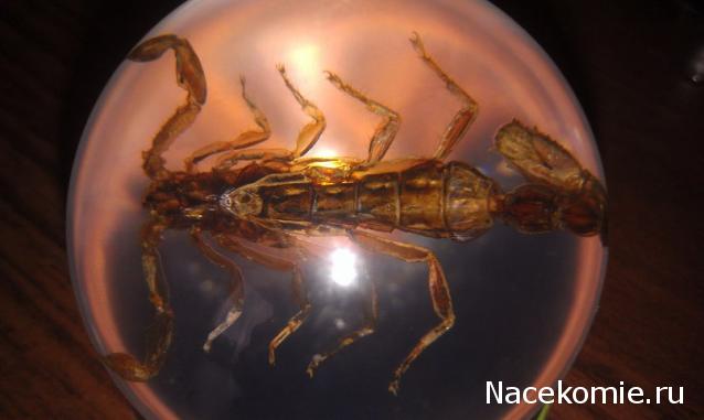 Чудеса Природы №2  - Маньчжурский Скорпион