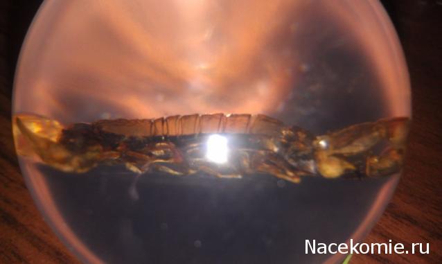 Чудеса Природы №2  - Маньчжурский Скорпион