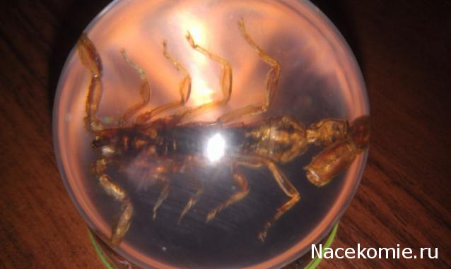 Чудеса Природы №2  - Маньчжурский Скорпион