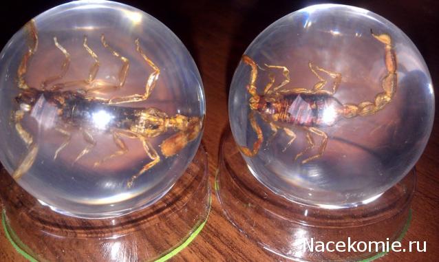 Чудеса Природы №2  - Маньчжурский Скорпион