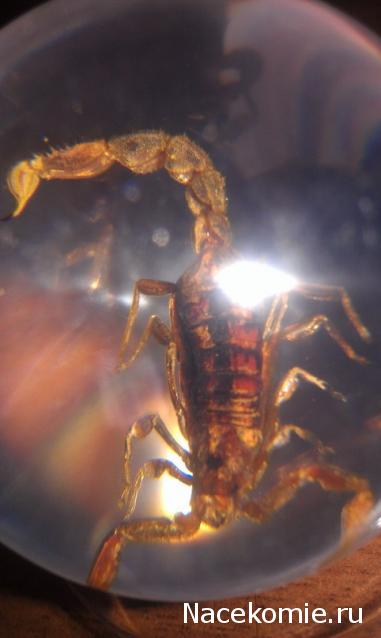 Чудеса Природы №2  - Маньчжурский Скорпион