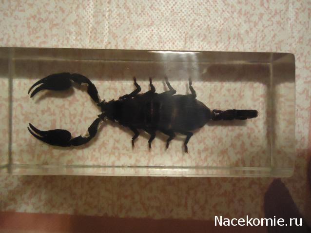 Насекомые №3 - Скорпион гетерометрус (Heterometrus sp.)