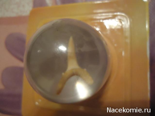 Чудеса Природы №1 - Окаменелый зуб акулы