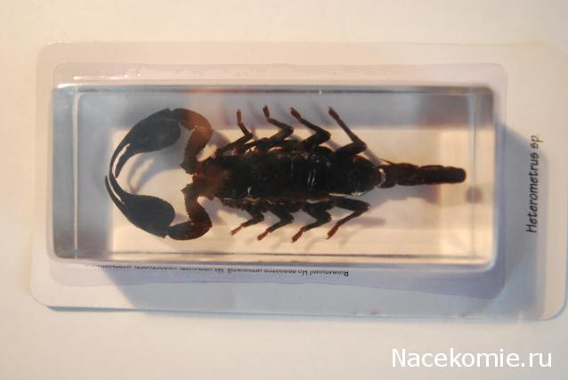 Насекомые №3 - Скорпион гетерометрус (Heterometrus sp.)