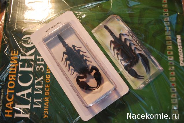 Насекомые №3 - Скорпион гетерометрус (Heterometrus sp.)