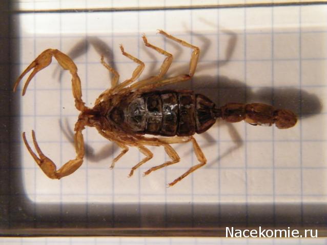 Насекомые №1 - Маньчжурский золотой скорпион (Mesobuthus martensi)