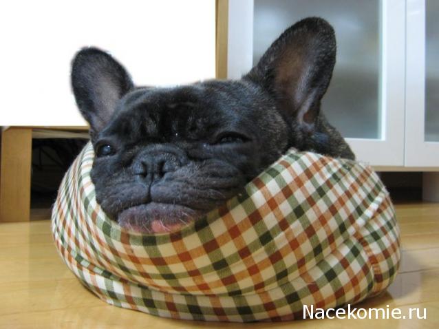 repLIka - Лучше поздно, чем никогда