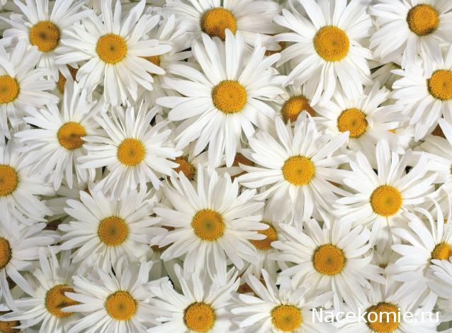 TanaAndreeva  Женские слабости