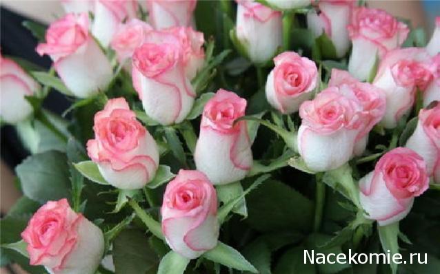 Дом Мечты наши дни рождения