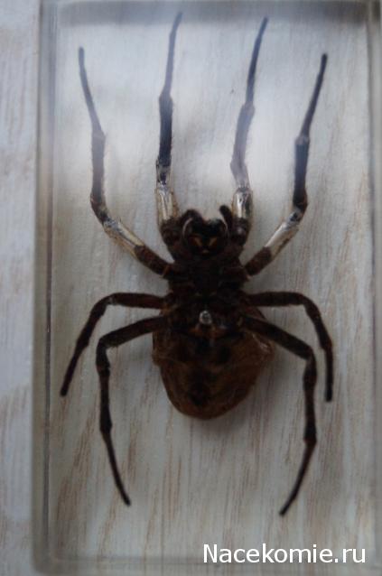Насекомые №2 - Паук крестовик (Araneus sp.)