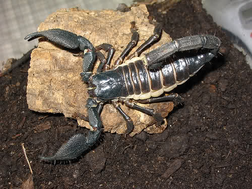 Насекомые №3 - Скорпион гетерометрус (Heterometrus sp.)