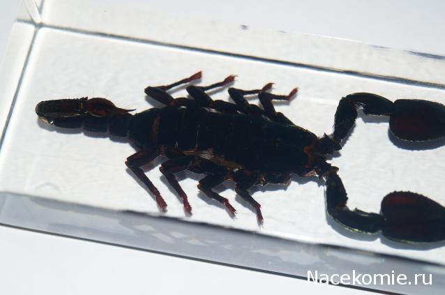 Насекомые №3 - Скорпион гетерометрус (Heterometrus sp.)