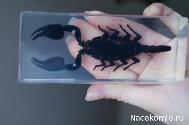 Насекомые №3 - Скорпион гетерометрус (Heterometrus sp.)