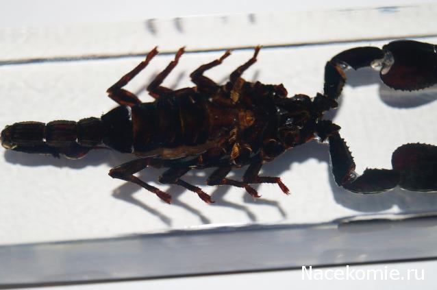 Насекомые №3 - Скорпион гетерометрус (Heterometrus sp.)