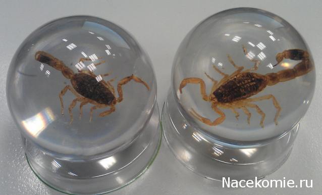 Чудеса Природы №2  - Маньчжурский Скорпион